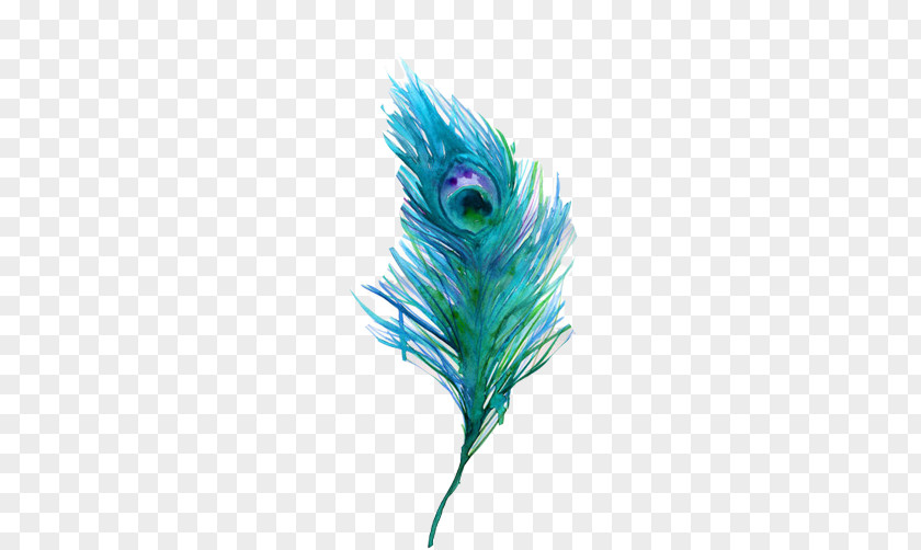 Peacock Feather Stock Image Bird Watercolor Painting Peafowl PNG