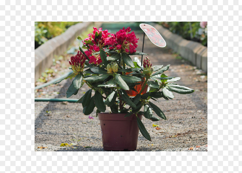 Rhododendron Purple Obtusum 'Scintillation' Catawba-Rododendron 'Grandiflorum' Pinsk PNG