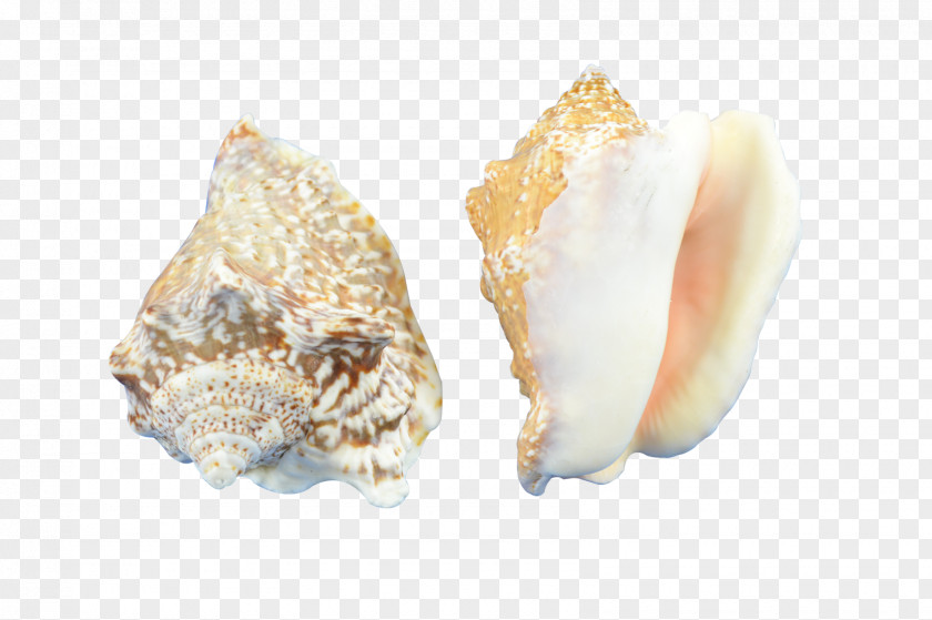 Seashell Cockle Conchology Hawk Wing PNG