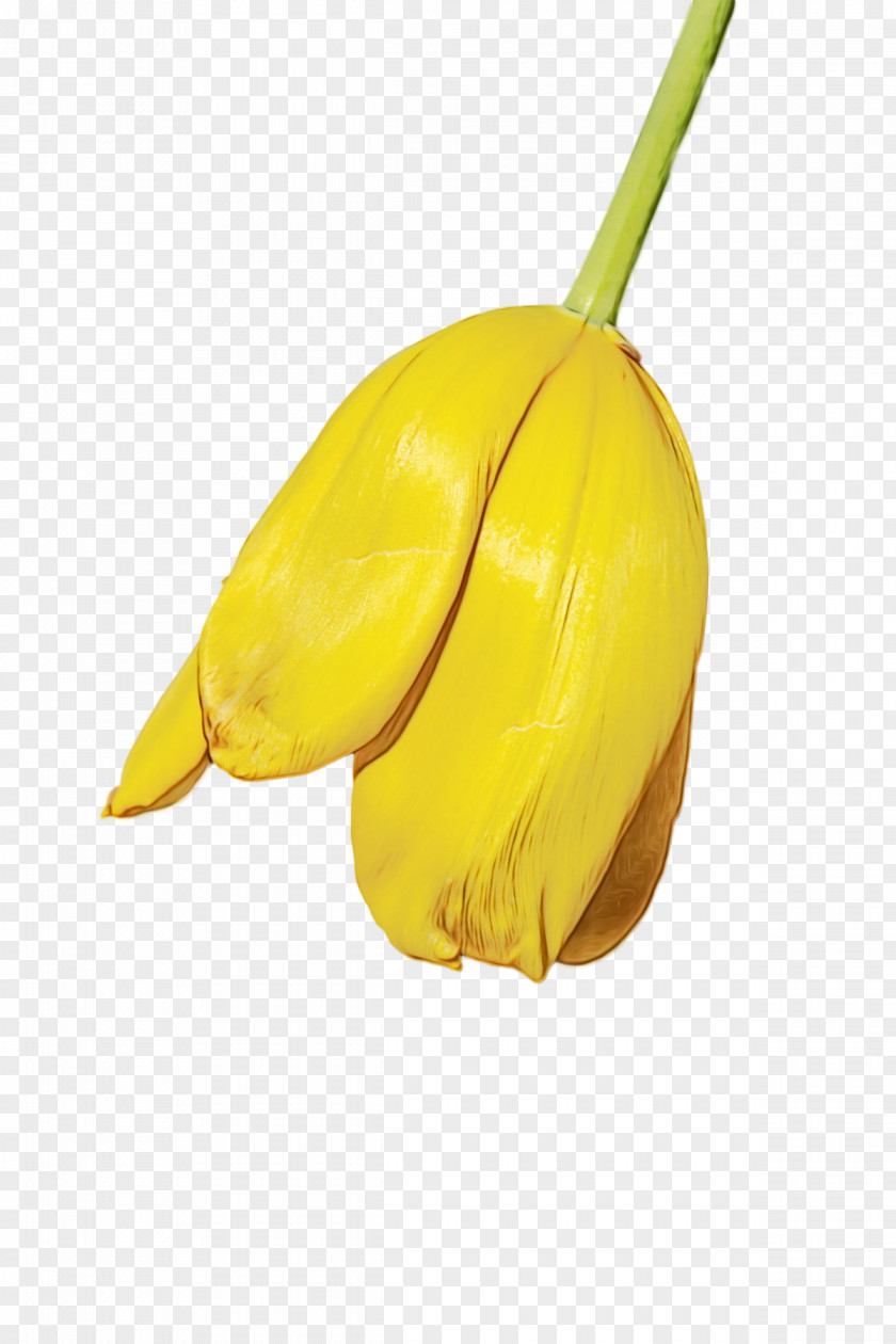 Yellow Plants Fruit Biology Science PNG