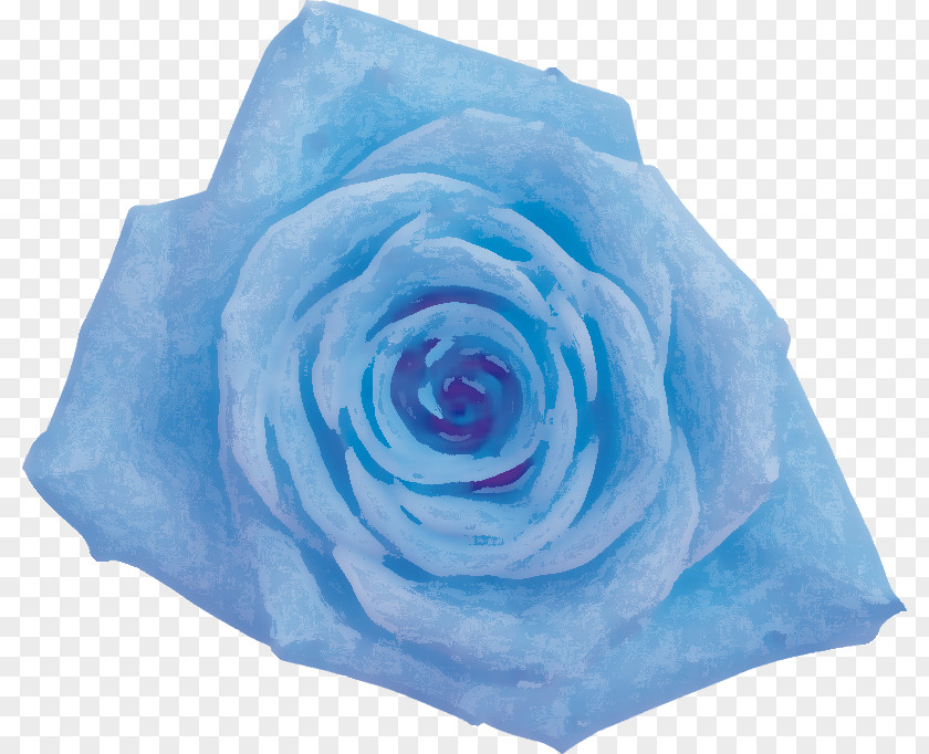 Blue Rose Garden Roses Cabbage Cut Flowers PNG