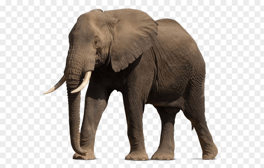 Elephants African Bush Elephant Addo National Park Forest Proboscideans PNG
