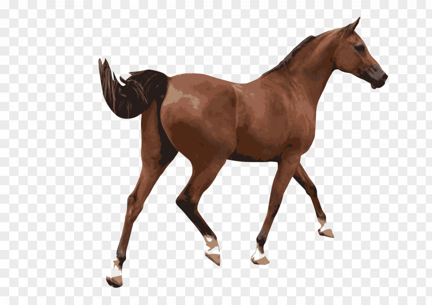 Horses American Paint Horse Equestrian Clip Art PNG