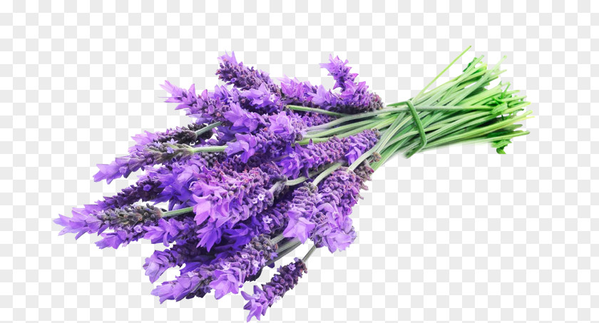 Oil English Lavender Essential Herbal Distillate PNG