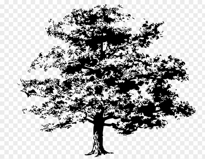 Family Tree Quercus Kelloggii Clip Art PNG