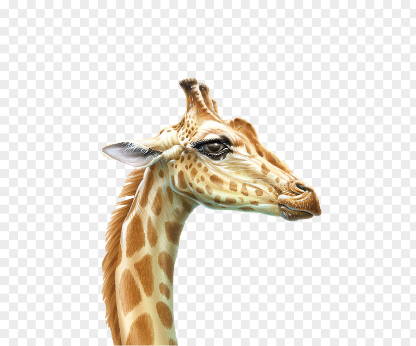 Giraffe Northern Drawing Animal Animated Cartoon PNG
