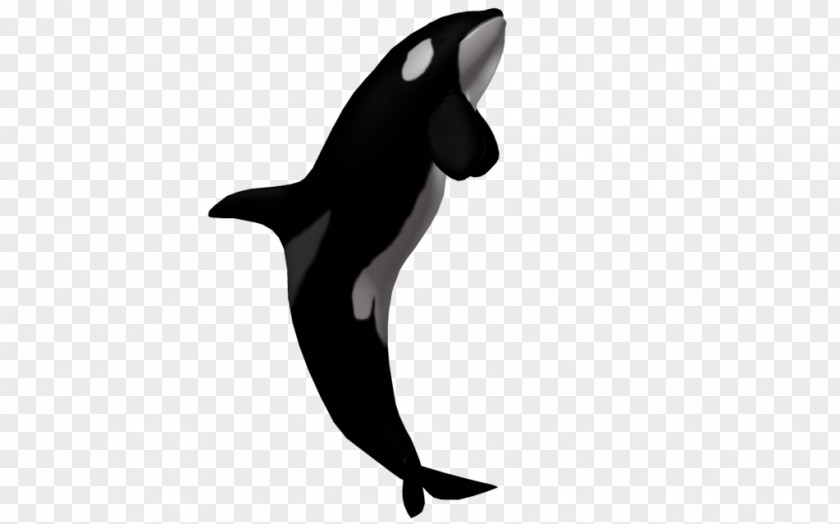 Killer Whale Dolphin Clip Art Desktop Wallpaper PNG