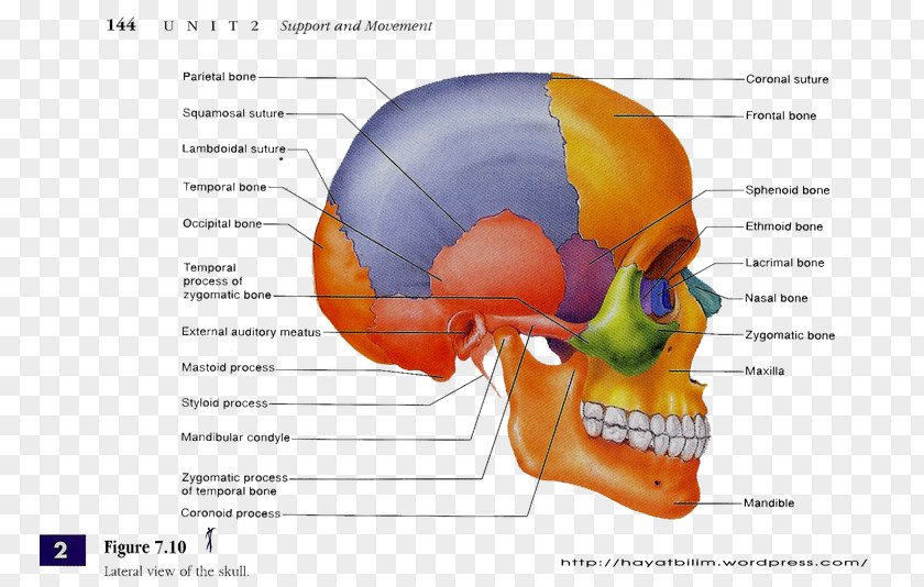 Skull Anatomy Bone Human Body Skeleton PNG