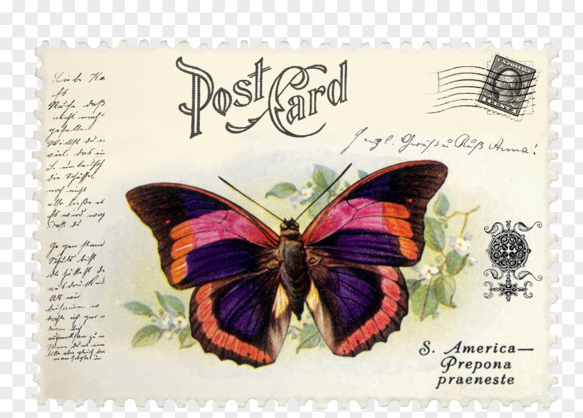 Butterfly Brush-footed Butterflies Postage Stamps Mail Prepona Praeneste PNG