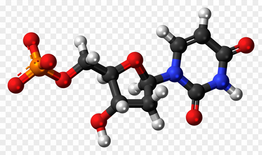 DNA Adenosine Monophosphate Triphosphate Adenine Guanosine PNG