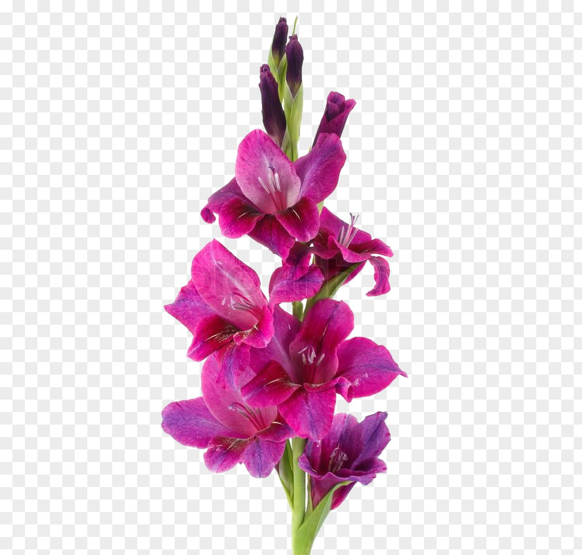 Flower Botany Stock Photography Gladiolus Murielae PNG