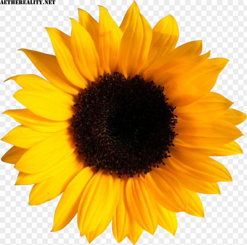 Flower Common Sunflower Image Sticker Clip Art PNG