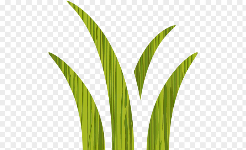 Leaf Grasses Plant Stem Commodity Arecaceae PNG