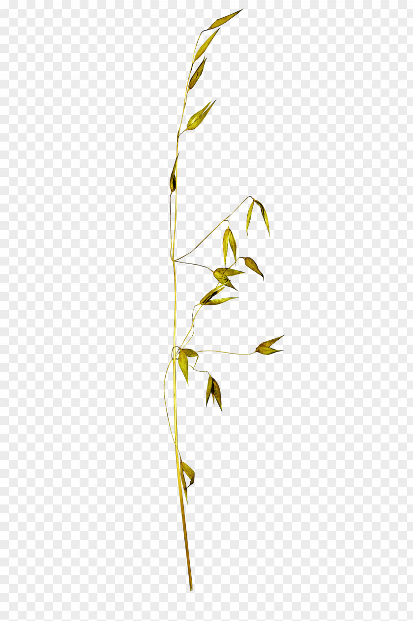 Leaf Twig Plant Stem Grasses Family PNG