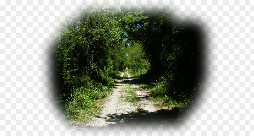 Painting Landscape Road Path Trail PNG