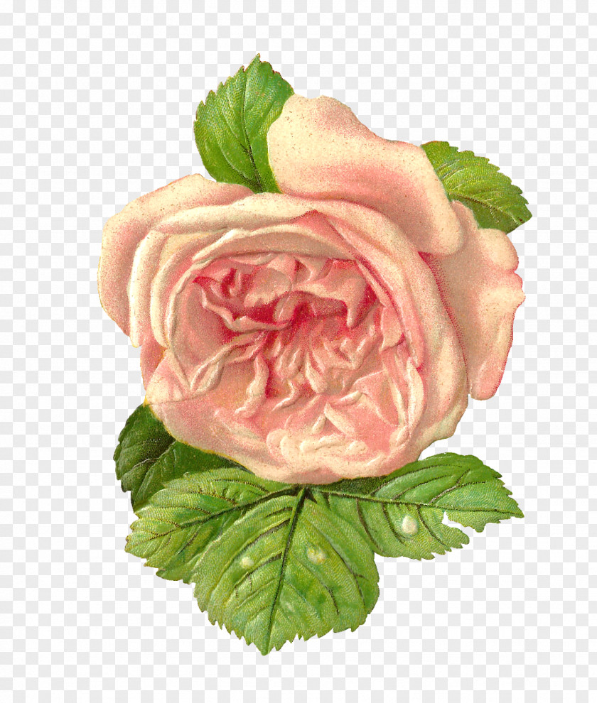 Pink Rose Flower Paper Garden Roses Scrapbooking Clip Art PNG