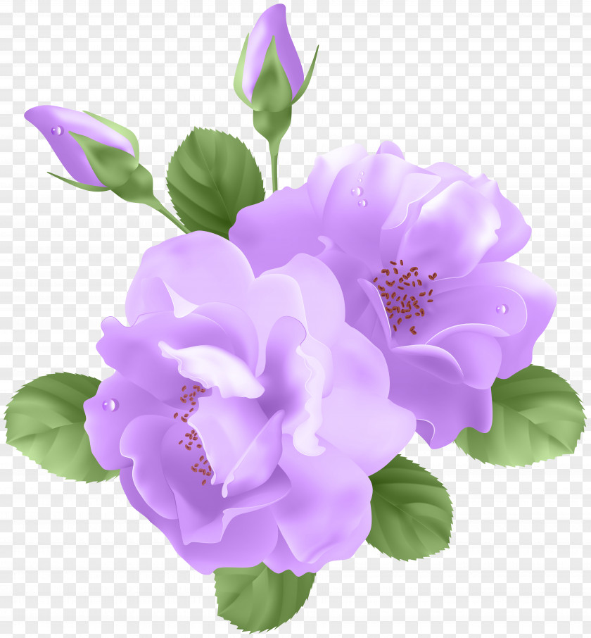 Purple Roses Transparent Clip Art Rose Flower PNG