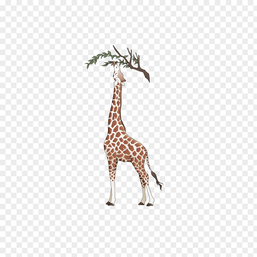 Vector Giraffe Northern Euclidean PNG