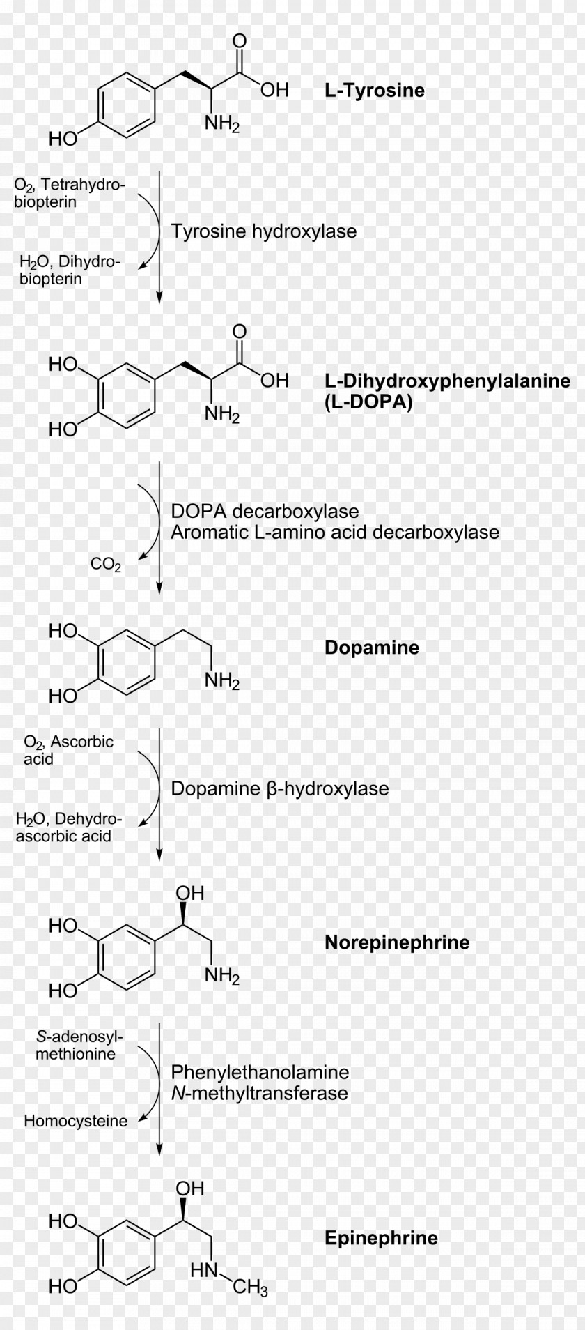 Biosynthesis Catecholamine Norepinephrine Adrenaline Biochemistry PNG