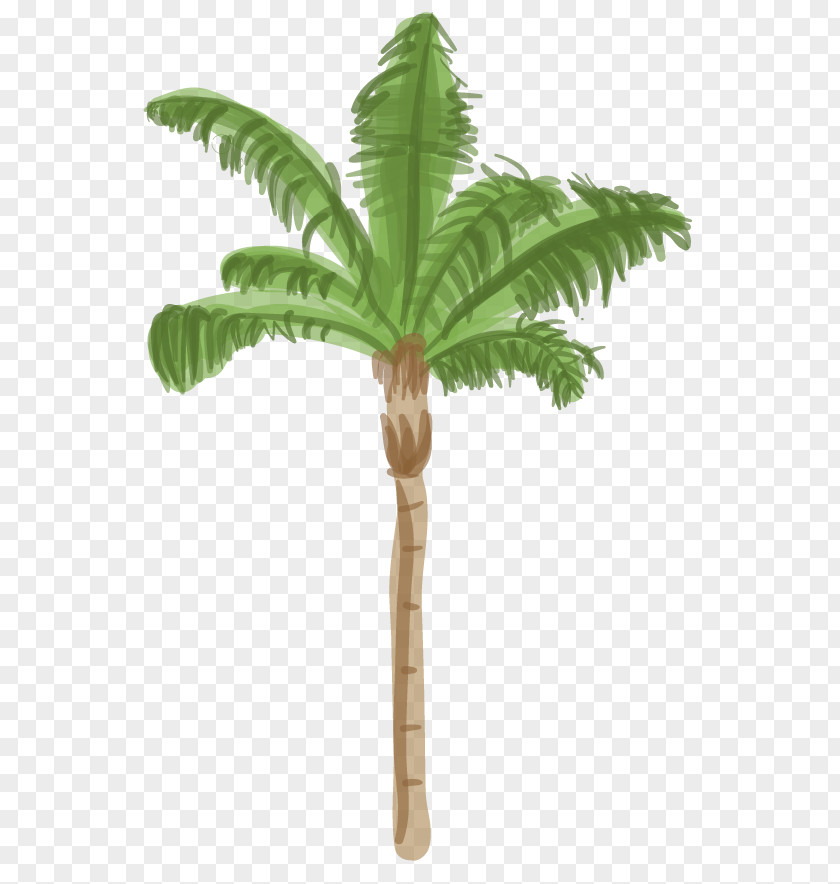 Date Palm Arecaceae Tree Coconut Queen PNG