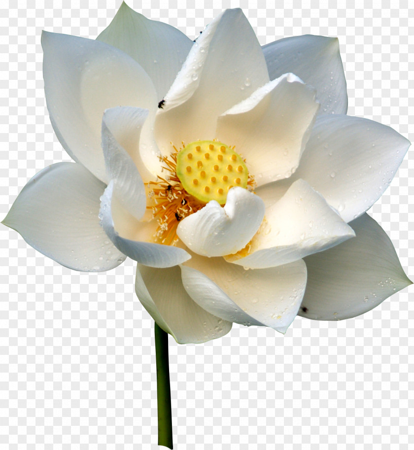 Flower Lotus Hotel Avtotekhtsentr Mei Odor PNG