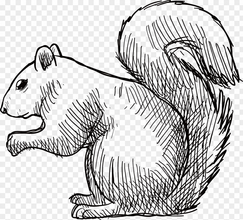 Hand-painted Rat Vector Tree Squirrel Rubber Stamp Vecteur Eastern Gray PNG