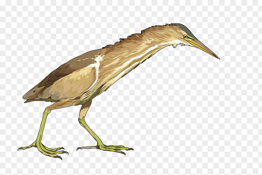 Bird Bitterns Green Heron Little Bittern PNG