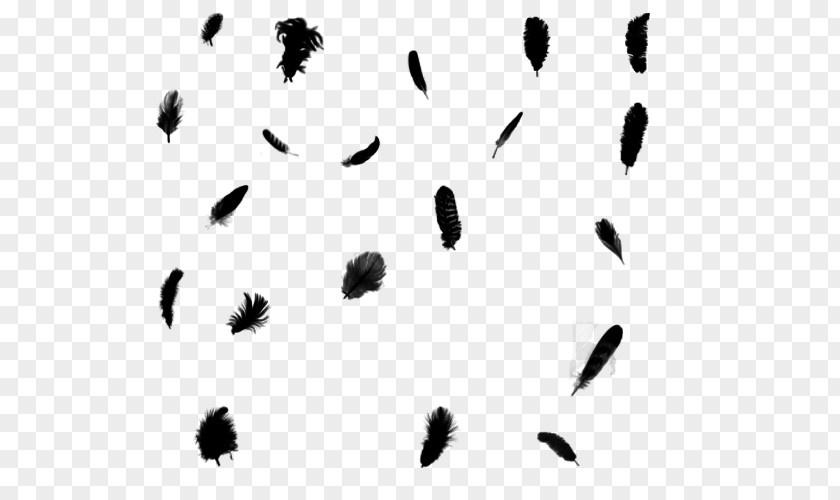Feathers Falling Feather Light Clip Art PNG
