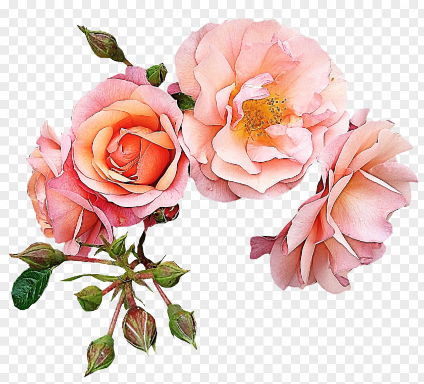 Floral Patterns Garden Roses Flower Pink Clip Art PNG