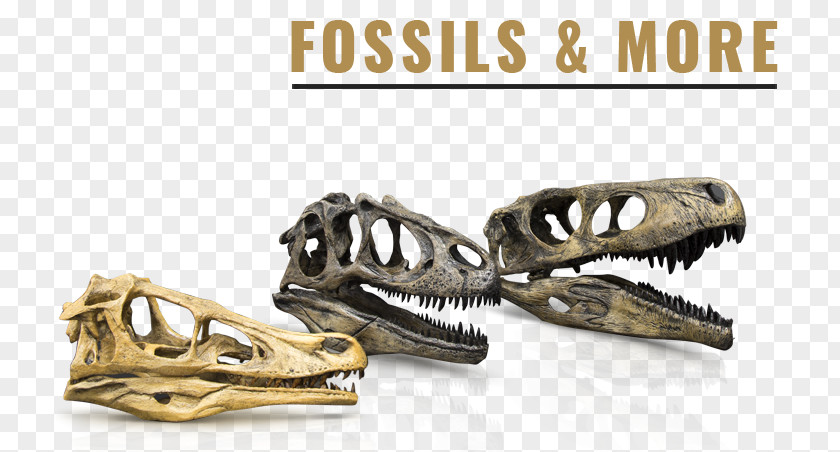 Fossil Turtle Skeleton Skull Jaw Bone Deinonychus PNG