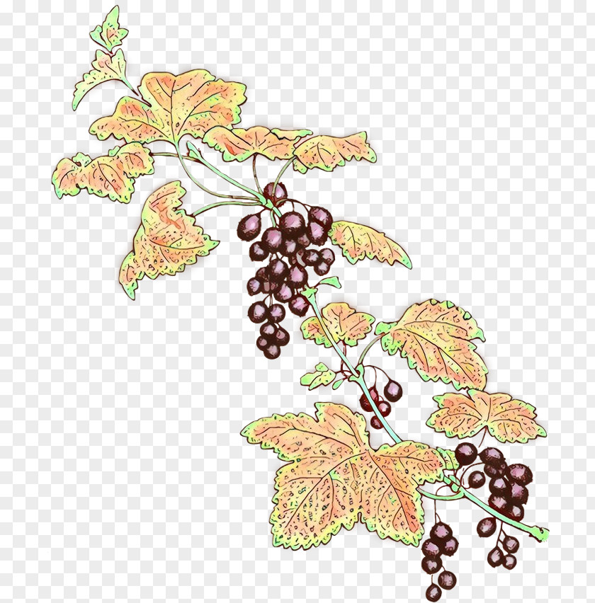 Grape Leaves Leaf Grapevine Family Plant PNG