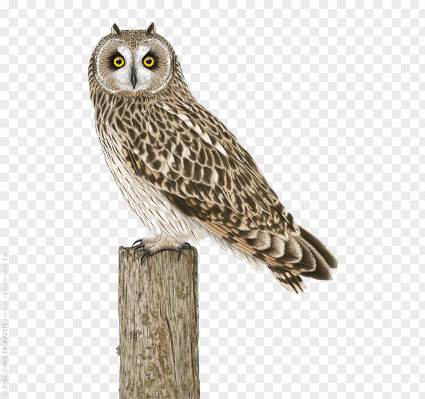 Owl Standing On Stakes Great Grey Bird Illustration PNG
