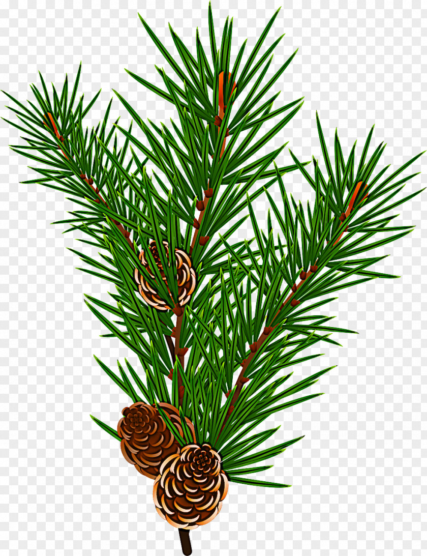 Shortleaf Black Spruce Columbian Sugar Pine Jack Loblolly PNG