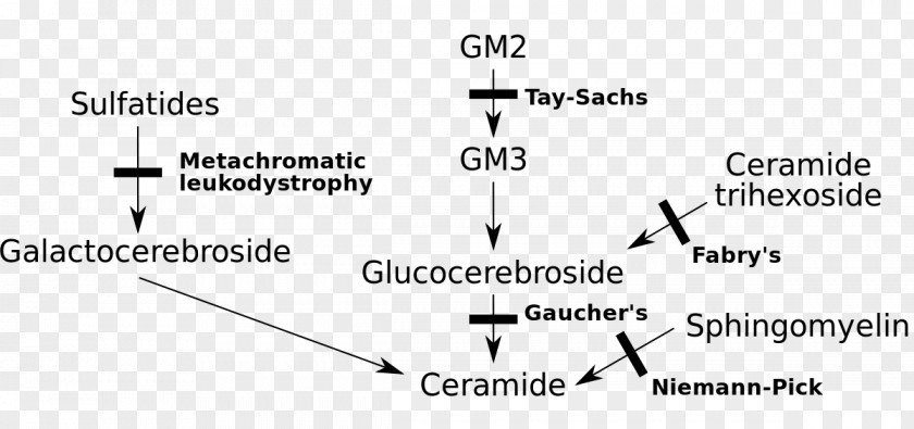 Sphingolipidoses Gaucher's Disease Lysosomal Storage Lipid Disorder Niemann–Pick PNG