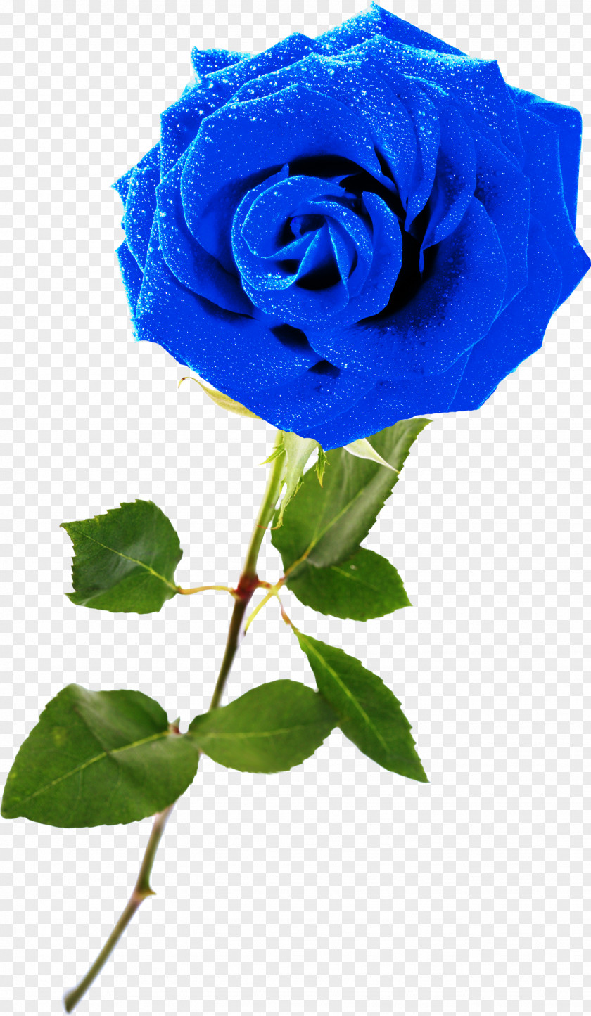 Lilac Blue Rose Garden Roses Rosaceae Centifolia PNG