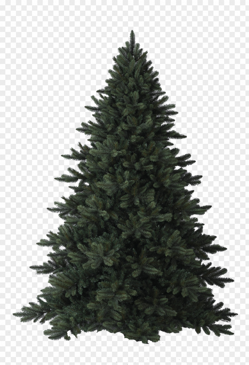 Chris Pine Fir Christmas Tree Blue Spruce PNG