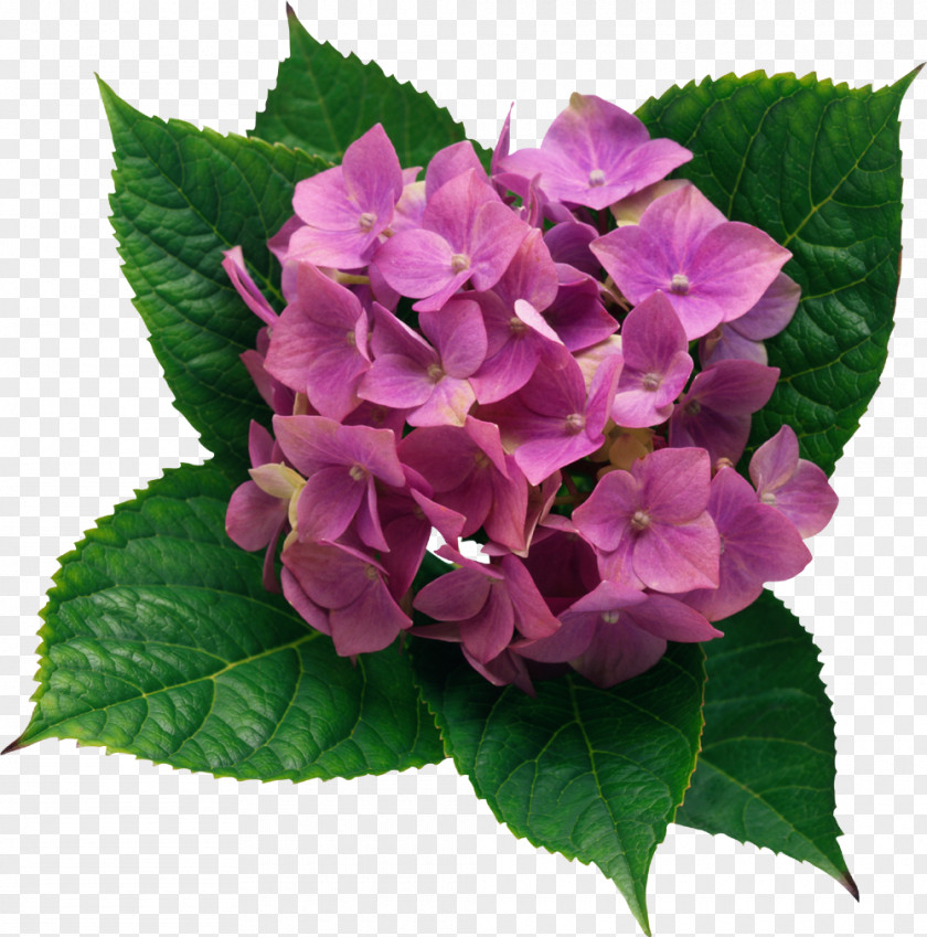Flower French Hydrangea Cut Flowers Climbing Color PNG