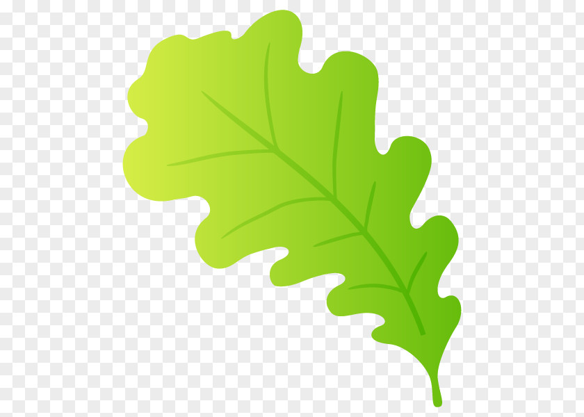 Leaf Plant Stem Tree PNG