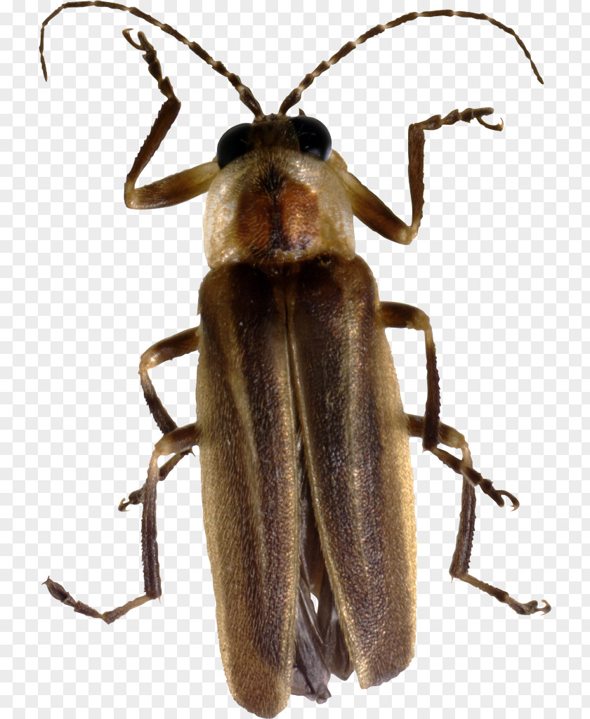 Beetle Firefly Arthropod PNG