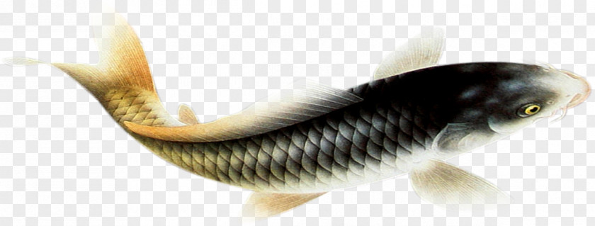 Fish Fauna PNG