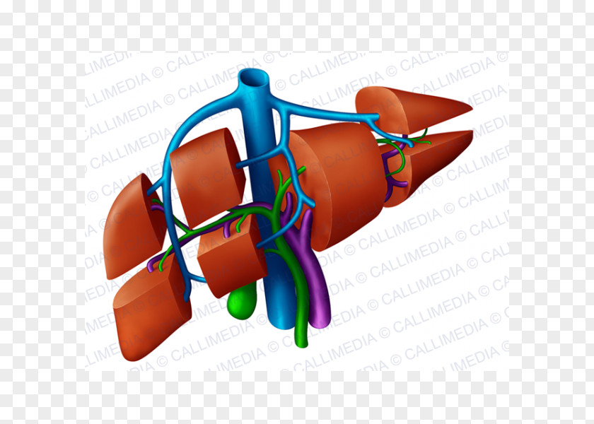 Human-liver Liver Anatomy Portal Vein Hepatic Veins Right Lymphatic Duct PNG