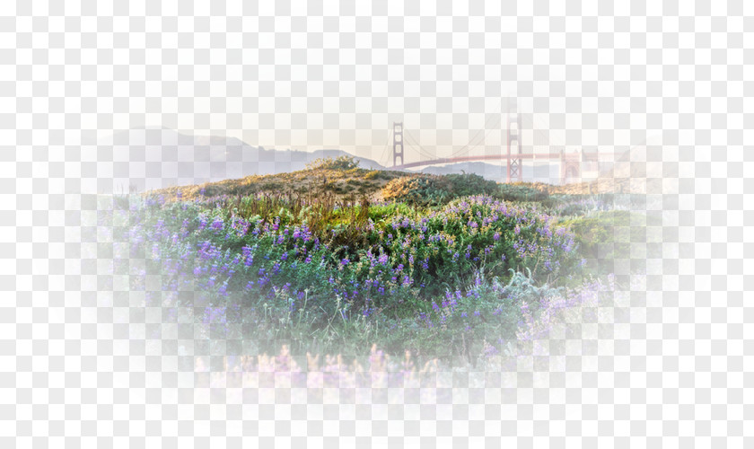 Bridge Landscape Scenic Viewpoint Water Resources PNG