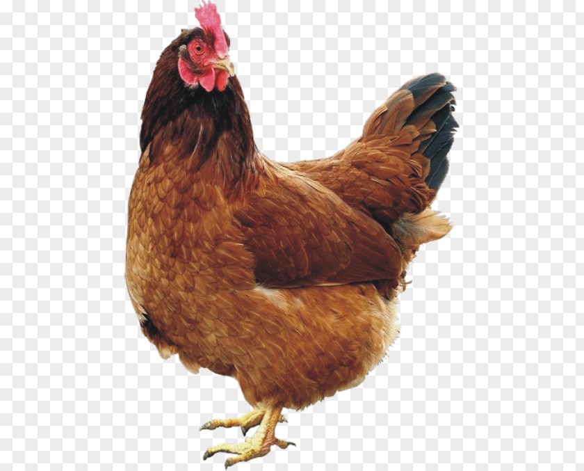 Chicken Coop Rooster Hen PNG