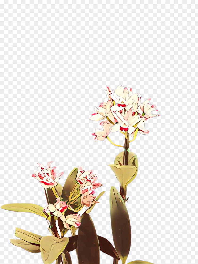 Flower Plant Spring Cut Flowers Still Life Photography PNG
