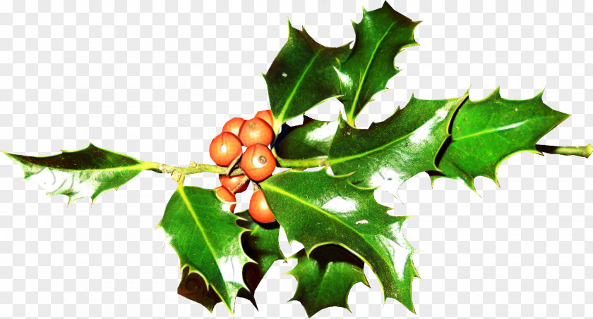 Fruit Hollyleaf Cherry Christmas Tree Branch PNG