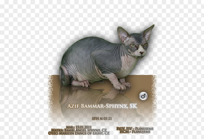 Sphynx Cat Donskoy Peterbald Ukrainian Levkoy Whiskers PNG
