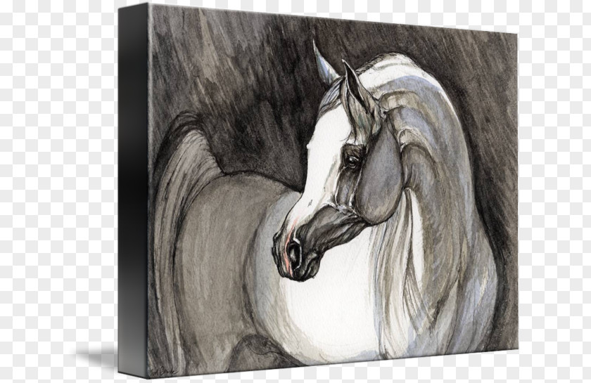 Arabian Horse Mustang Mane Stallion Bridle Painting PNG