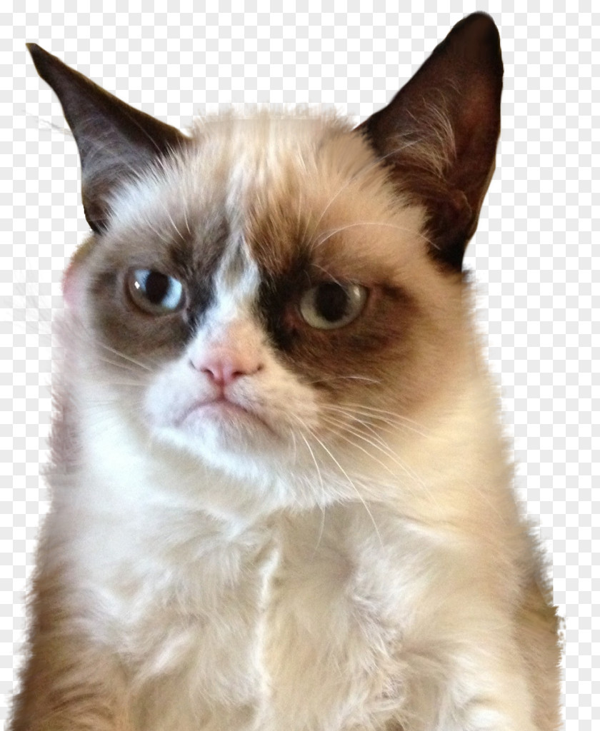 Grumpy Cat Meme Humour Mouse PNG Mouse, clipart PNG