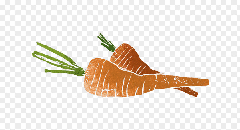Karotten Und Zwiebeln Organism Orange S.A. PNG