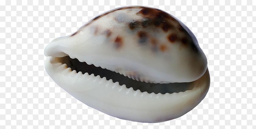 Seashell Cockle Mollusc Shell Beach PNG